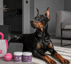 Short Coat Dog Grooming Kit